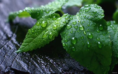 Gotitas de agua sobre las hojas después de la lluvia