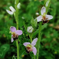 https://orkideak.blogspot.com/2020/05/orquidea-abeja-ophrys-apifera.html