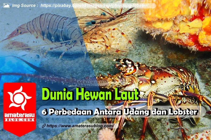 6-perbedaan-antara-udang-dan-lobster