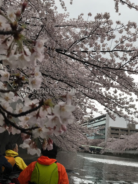 Japan cherry blossoms