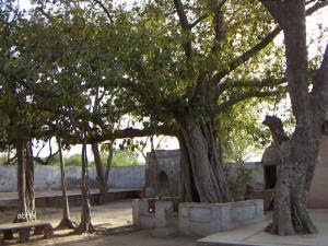 Trees at Tatiya Sthan Vrindava 3