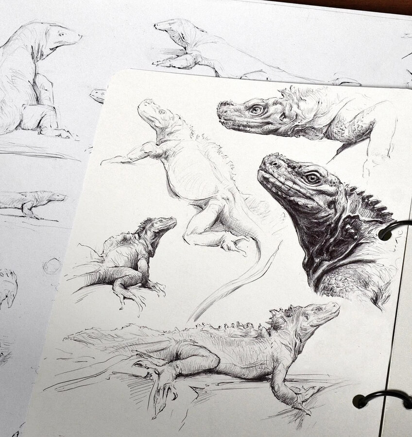 10-Lizards-and-dragons-Creature-Drawing-Petra-Frankova-www-designstack-co