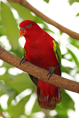 Chattering Lory Bird Pictures