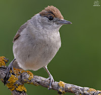  curruca capirotada (Sylvia atricapilla) 