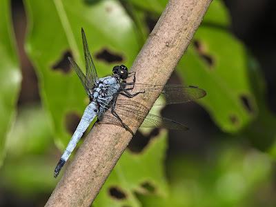 Greater Blue Skimmer on Yuelu Mountain