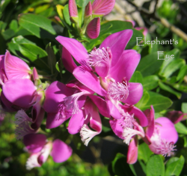 Septemberbossie flowers