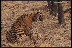 Tiger from Ranthambore