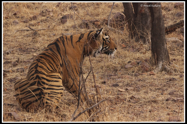 Tiger from Ranthambore