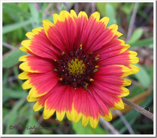 03-07-gazania