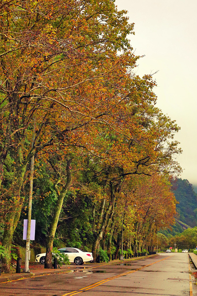 桃園龍潭石門水庫楓林步道楓葉滿山頭，健走賞楓紅和石門水庫之美