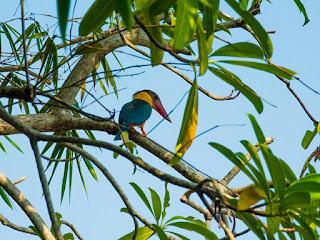 King Fisher near river banks Pelena, Weligama