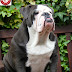 Cute Black colored English Bulldog