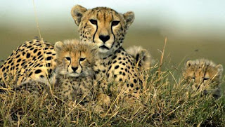 gueopardo con sus crías 