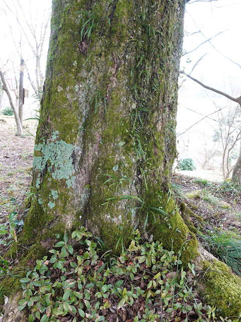 鳥取県西伯郡南部町鴨部　法勝寺城跡