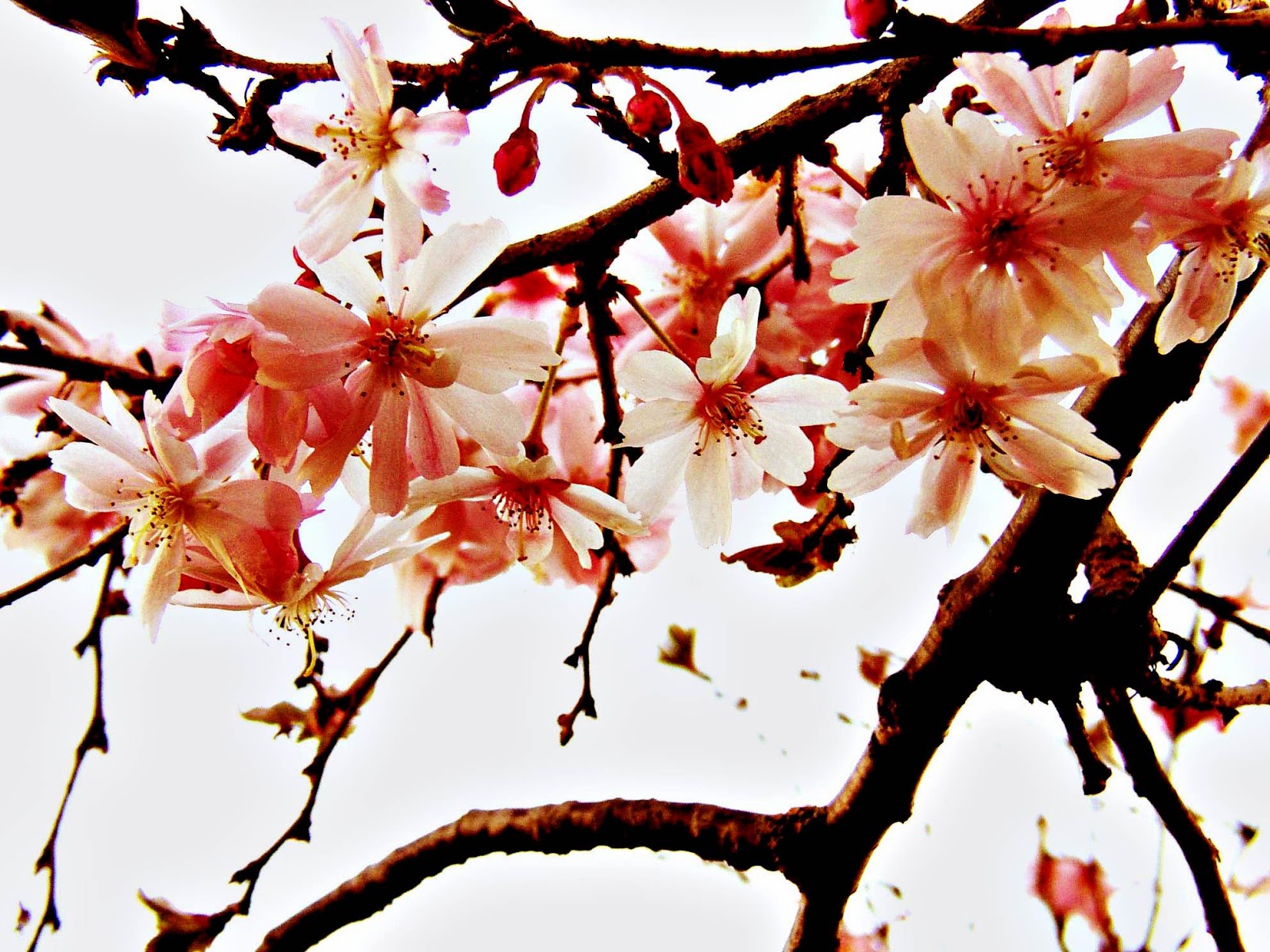 Koleksi Dp Bbm Bergerak Bunga  Sakura  Kumpulan Gambar 