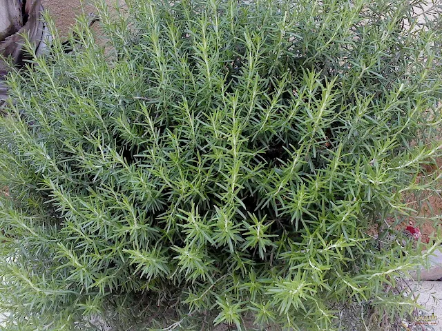 الحصالبان Rosemary