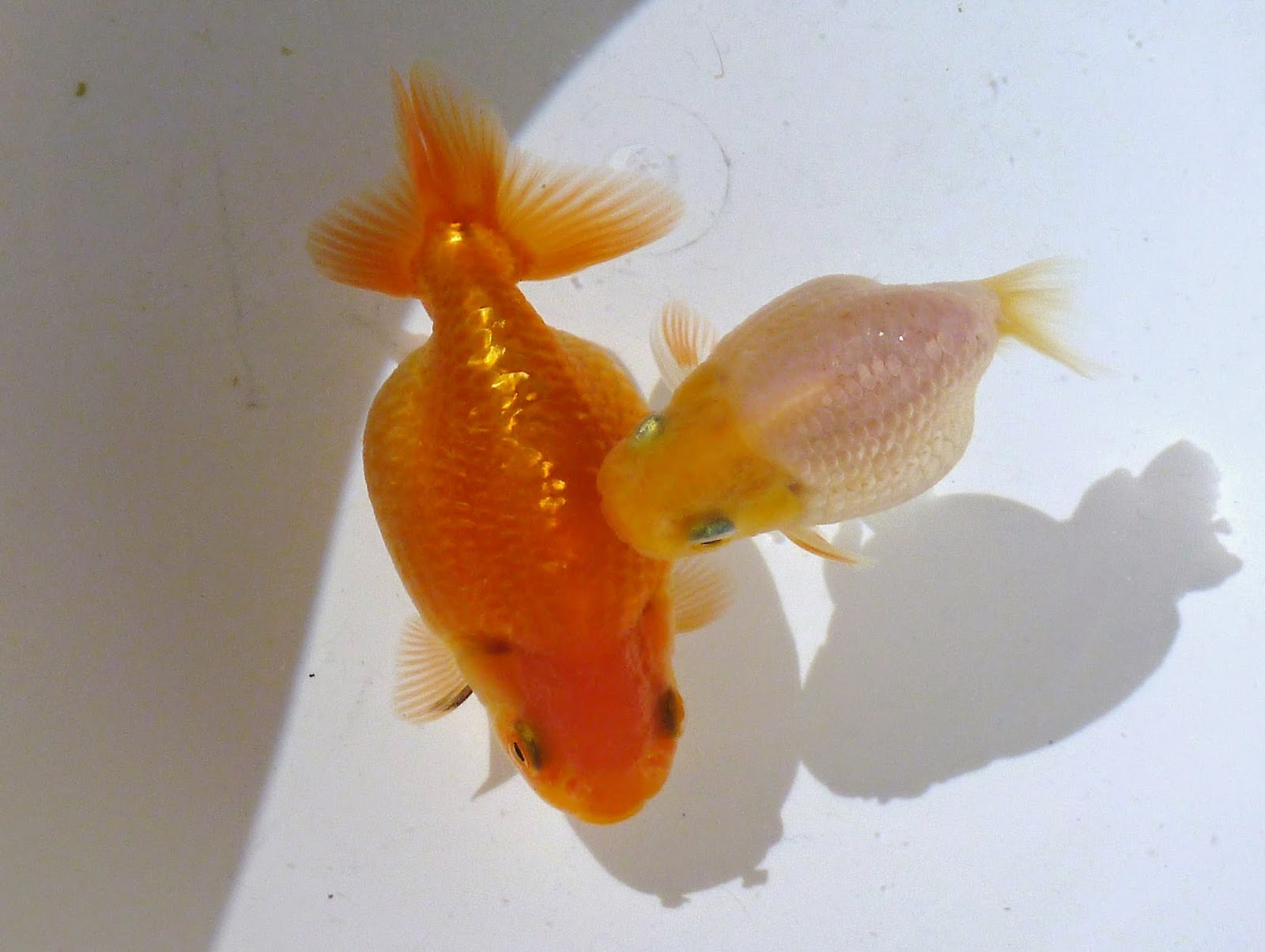 錬金魚術 11月 14