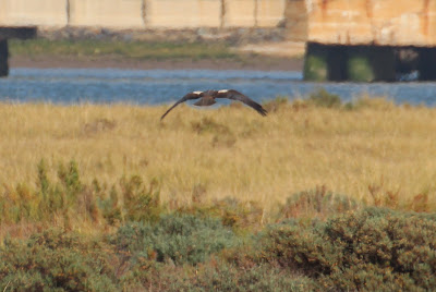 - Spaanse Keizerarend - Aquila adalberti