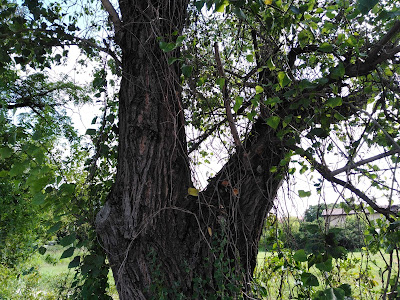 Tronco Populus nigra