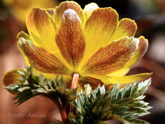 Adonis multiflola