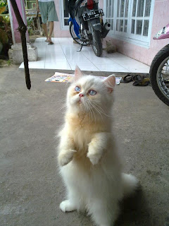 kucing persia tasik