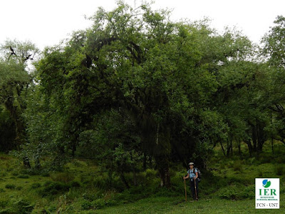  Falsa duranta (Citharexylum joergensenii)