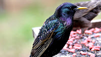 Starling bird pictures_Lamprotornis chalybaeus