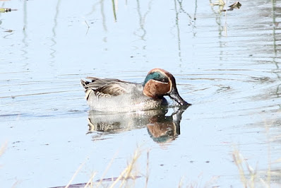 Green-winged Teal