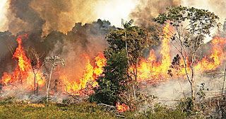 Amazon fire & destruction