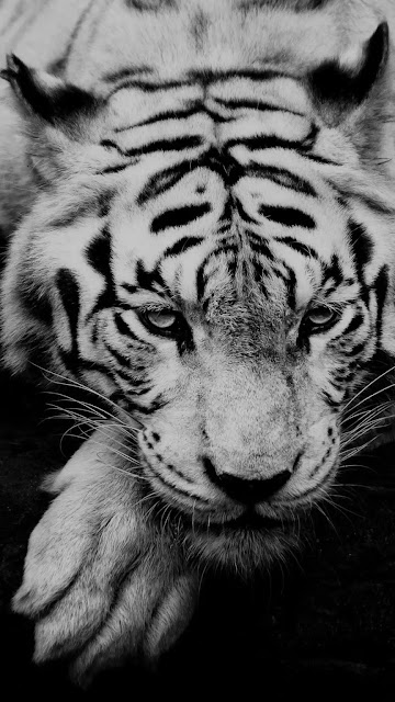 gambar sketsa harimau keren