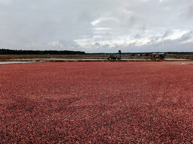 Журавлине болото. Браун Міллс, Нью-Джерсі (Cranberry bog, Browns Mills, NJ)