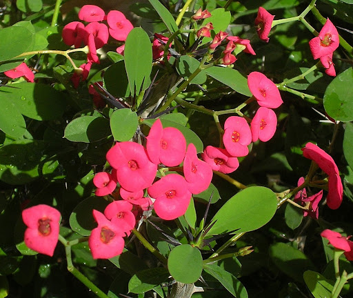 Flor Corona de Cristo Euphorbia milii Caracas, Venezuela