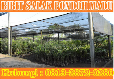 Bibit Salak Pondoh Banjarnegara Madu