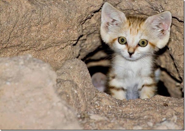 gato de arena cosasdivertidas info (1)