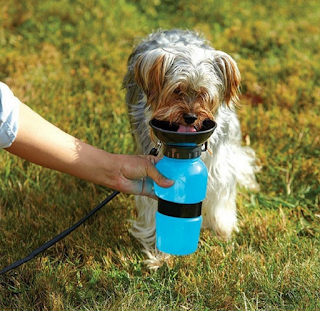 dog water fountain