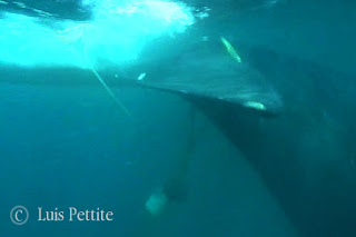 Ballena rescatada en Puerto Pirámides