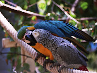 Harga Jual Burung African Grey Macaw Terbaru Tahun 2024