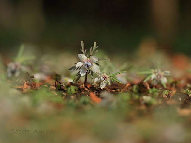 Shibateranthis pinnatifida