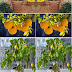 Meyer Lemon Tree