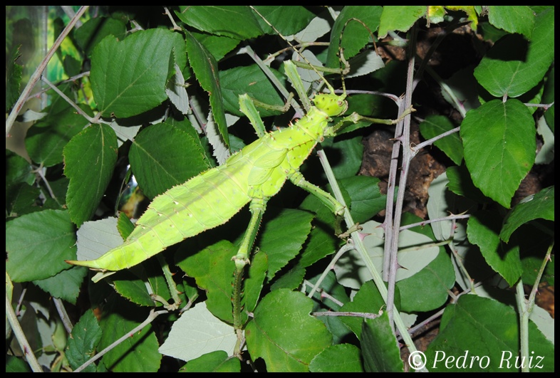 Ninfa hembra L6 de Heteropteryx dilatata, 11 cm de longitud