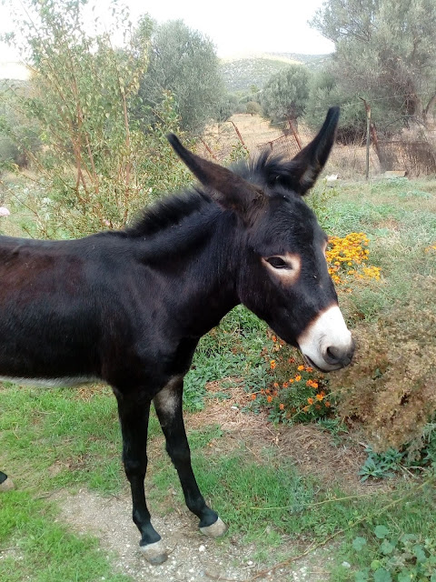 Η Λευκή είναι μια γαϊδουρίτσα που ζει ευτυχισμένη σε ένα κτήμα στην Εύβοια [Credits: Facebook / Arotria: The Animals]