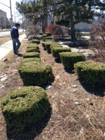 Poor commercial landscape yew pruning by garden muses: not another Toronto gardening blog