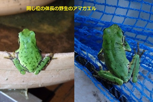 アマガエルのお話 一日の餌の量
