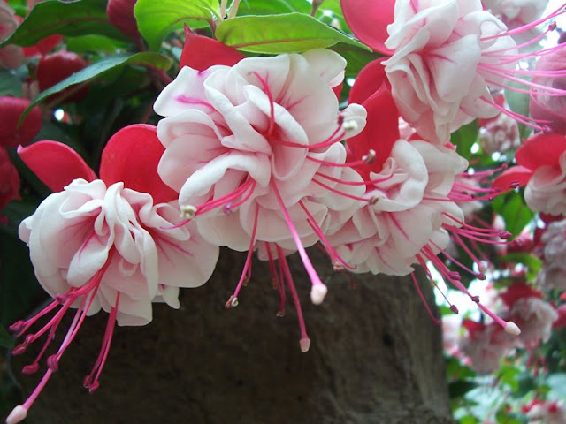 fountain wedding cakes fuschia