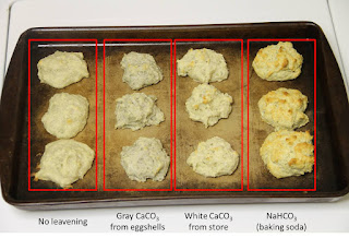 Biscuit leavening comparison: no leavening, calcium carbonate, and baking soda
