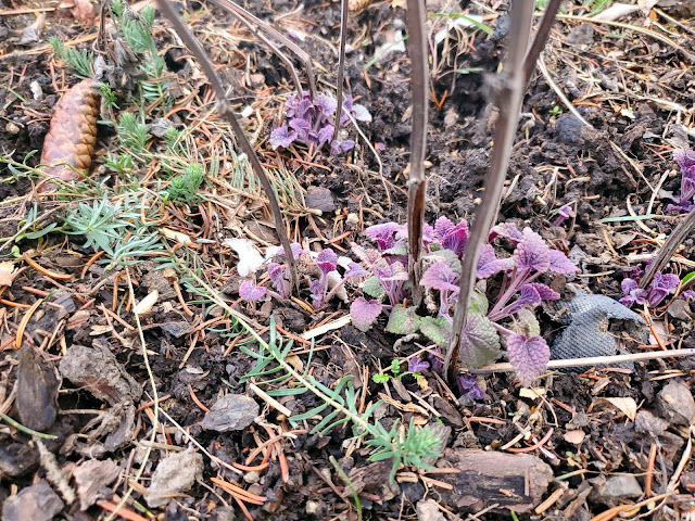 A variety of young plants are emerging from the rich, organic soil amidst a bed of mulch and decaying leaves. Purple leaves from some of the sprouts add a pop of color to the otherwise earthy tones of the scene.