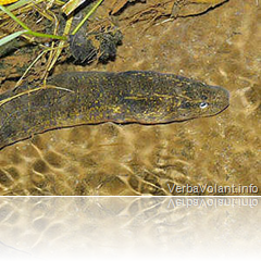 asian swamp eel