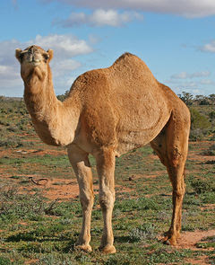 Camel pics