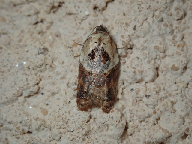 Acleris variegana