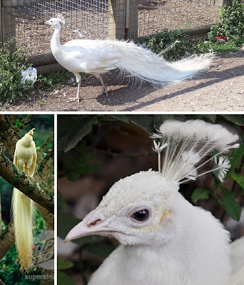 Burung Merak Albino